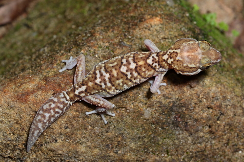Madagascar Ground Gecko