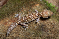 Panther Gecko photo 2