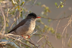 Hypsipetes madagascariensis