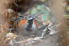 Turnix nigricollis