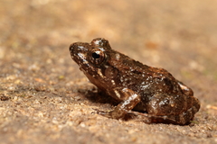 Mantidactylus