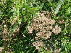 Ozothamnus thyrsoideus