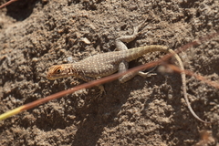 Oplurus quadrimaculatus