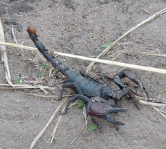 Pandipalpus viatoris