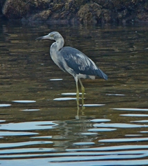 Egretta caerulea