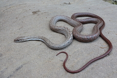 Southwestern Night Snake photo 2
