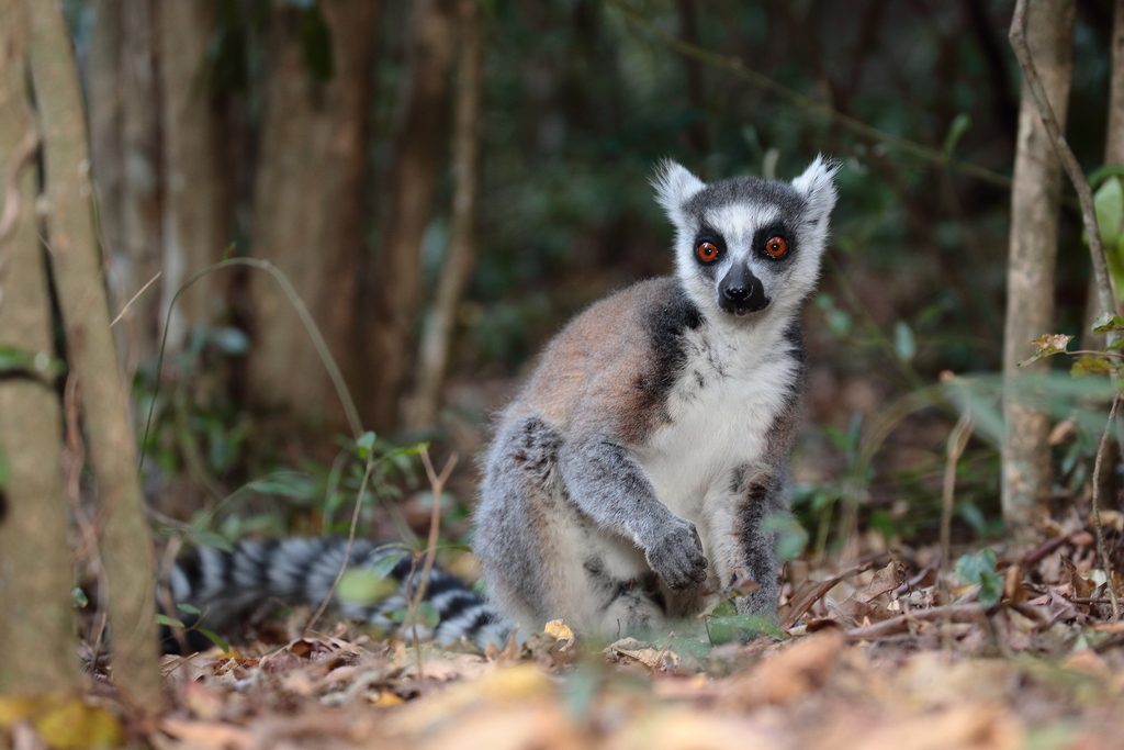 Ring-Tailed Lemur