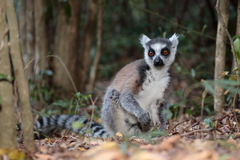 Ring-Tailed Lemur photo 1