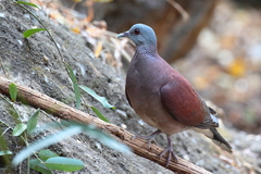 Nesoenas picturatus