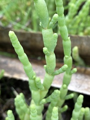 Tecticornia
