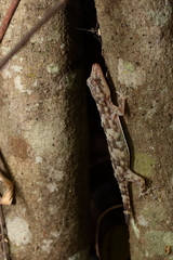 Hemidactylus mercatorius