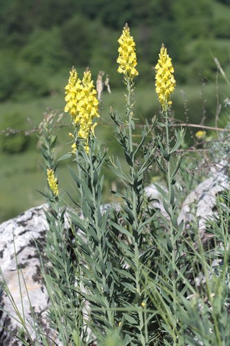 Italian toadflax (Linaria angustissima)