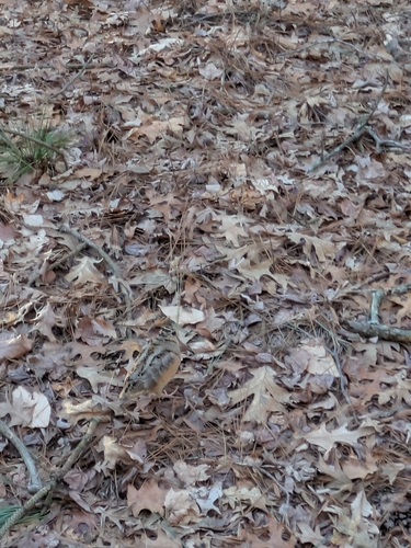 American Woodcock observed by jeweliidae