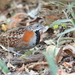 Madagascar Buttonquail - Photo (c) Tommy Hui, some rights reserved (CC BY-NC), uploaded by Tommy Hui
