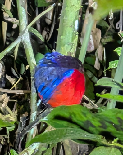 Black-crowned Pitta (Erythropitta ussheri), photo 1