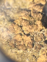 Endocarpon pallidulum