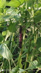 Doleschallia bisaltide