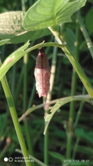 Doleschallia bisaltide