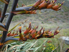 Phormium