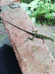 Anolis fasciatus