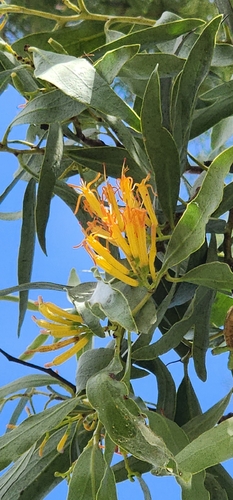 orange mistletoe (Dendrophthoe glabrescens)