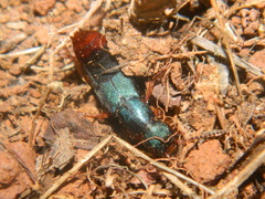 Dinothenarus saphyrinus