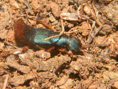 Dinothenarus saphyrinus