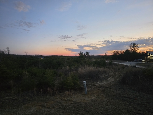 American Woodcock observed by rossalleni