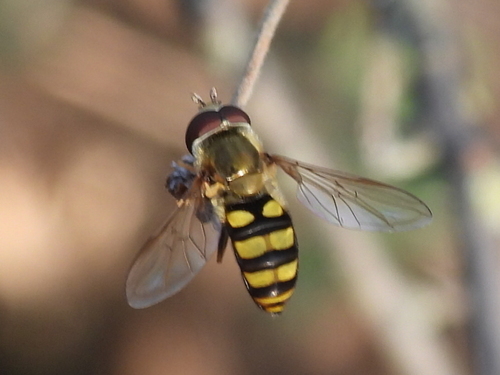 Unknown species found near John T White, Fort Worth, TX 76120, USA