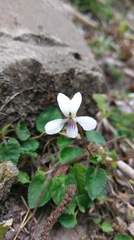 Viola adenothrix