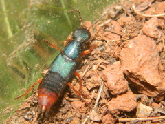 Dinothenarus saphyrinus