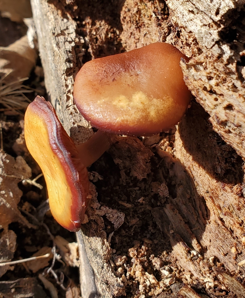 Galerina marginata · February 2026 · photo: © terrikoontz (iNaturalist, cc0)