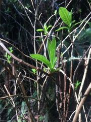 Lonicera involucrata