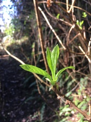 Lonicera involucrata