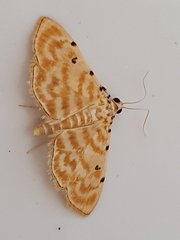 Notarcha quaternalis