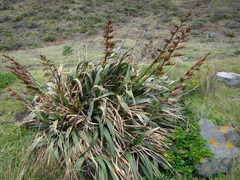 Phormium