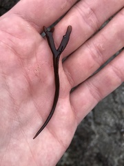 Ahnfeltiopsis linearis