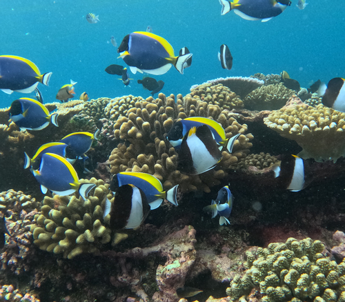 Powder Blue Tang — seen at this dive site