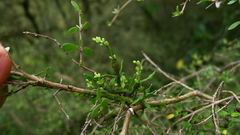 Korthalsella clavata