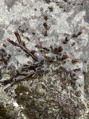 Ahnfeltiopsis linearis