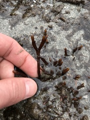 Ahnfeltiopsis linearis