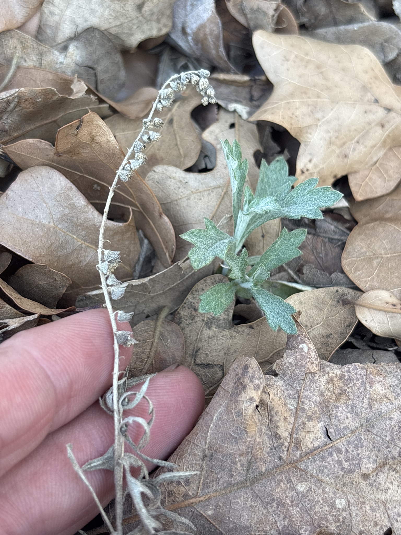 Imagem de Artemisia ludoviciana