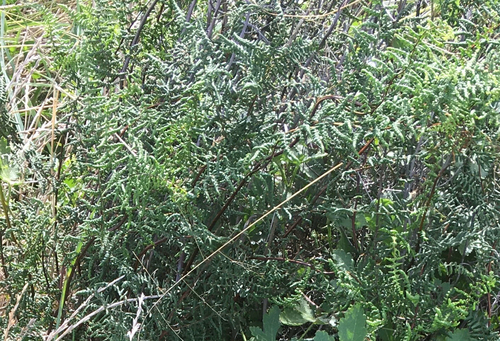 Argentine false maidenhair (Adiantopsis chlorophylla)