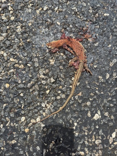 Rusty Desert Monitor, Varanus eremius
