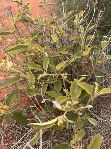 desert raisin (Solanum centrale)