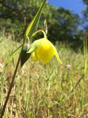 Calochortus pulchellus