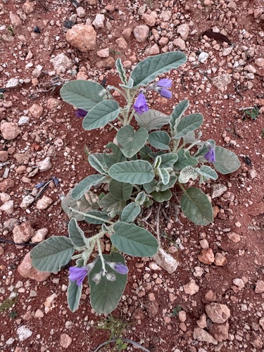 velvet potato bush