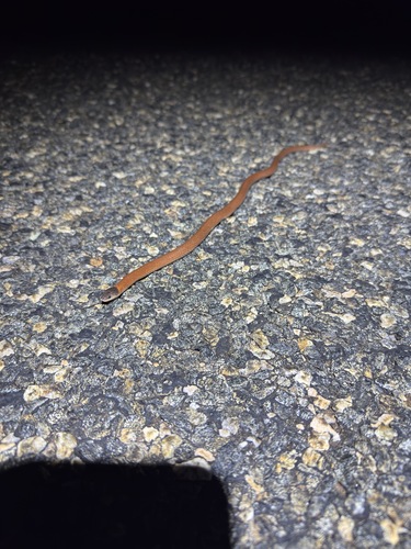 Inland Hooded Snake