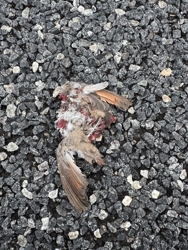 Diamond Dove (Geopelia cuneata), photo 5