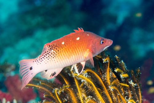 Redfin Hogfish
